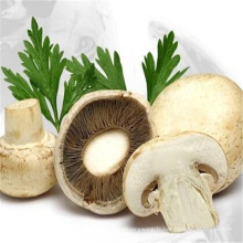 Pure Natural Plant White Button Mushroom Extract powder